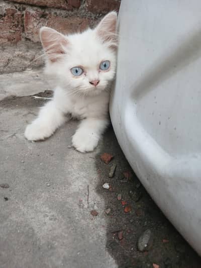 BLUE EYES TRIPPLE COATED