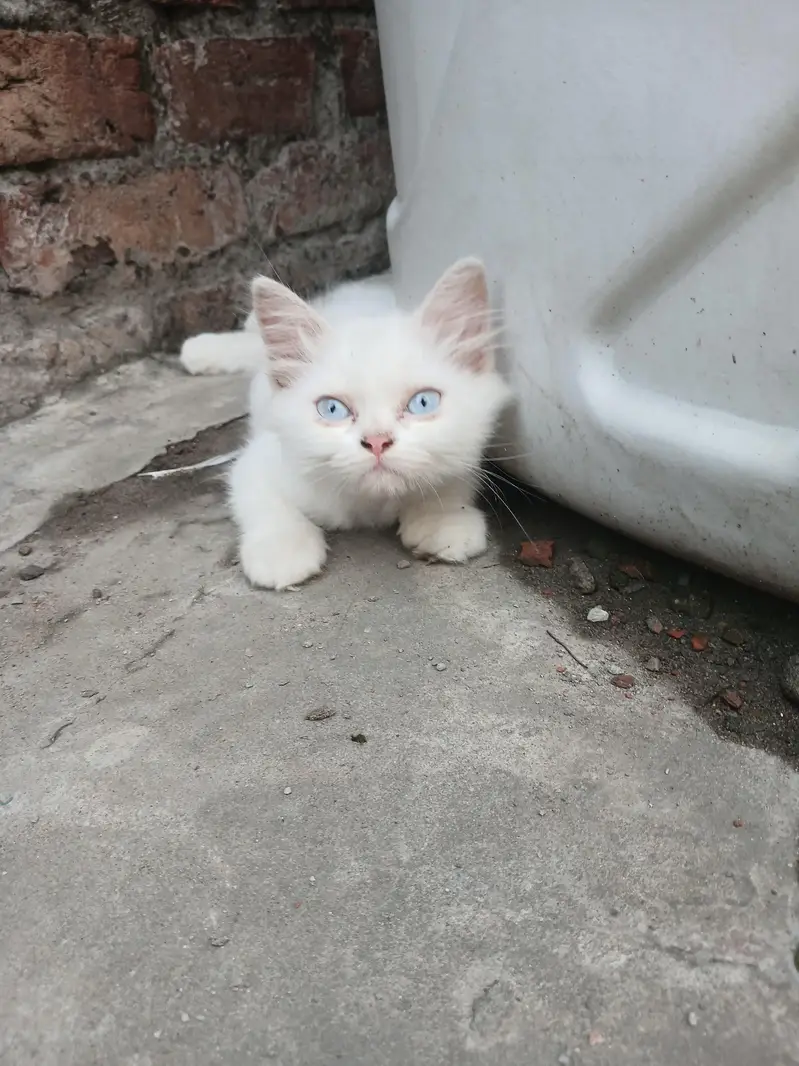 BLUE EYES TRIPPLE COATED — photo 3