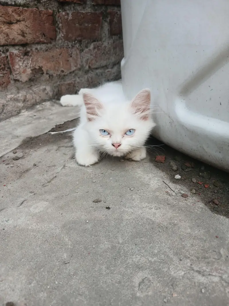 BLUE EYES TRIPPLE COATED — photo 4