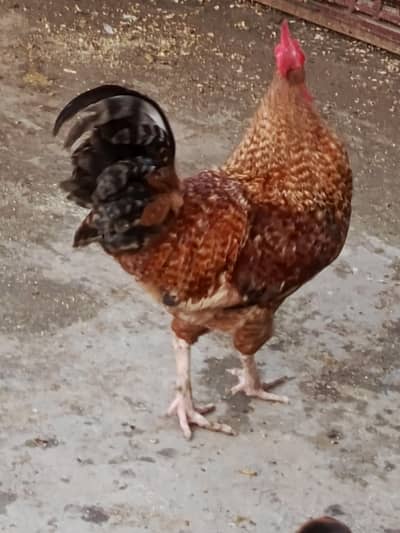 Rooster For sale