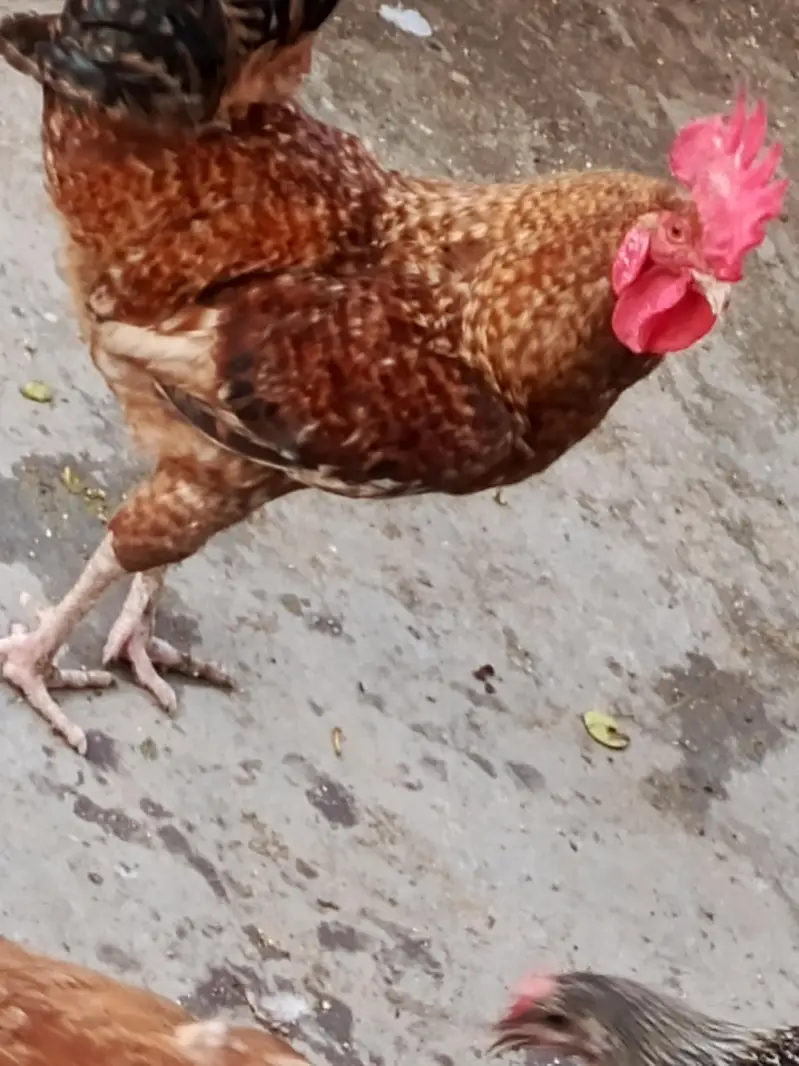 Rooster For sale — photo 2
