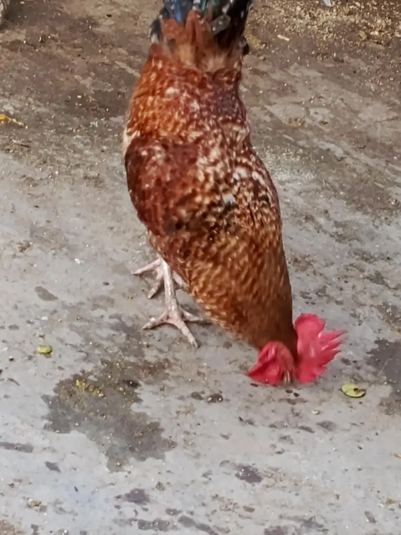 Rooster For sale — photo 4