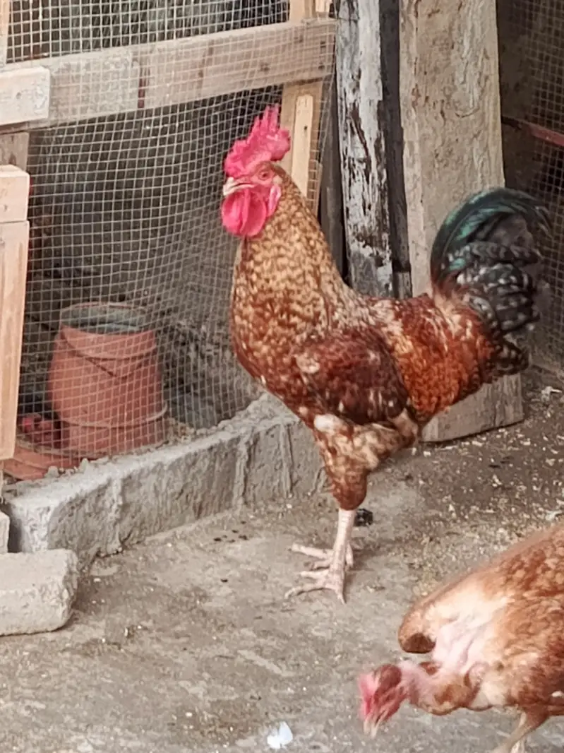 Rooster For sale — photo 5