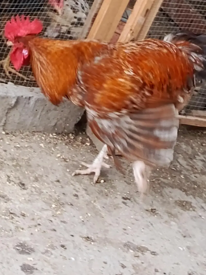 Rooster For sale — photo 6