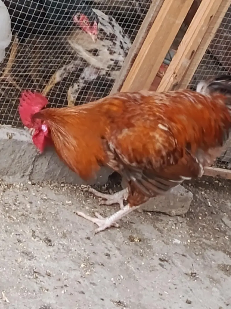 Rooster For sale — photo 7