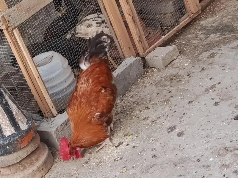 Rooster For sale — photo 8