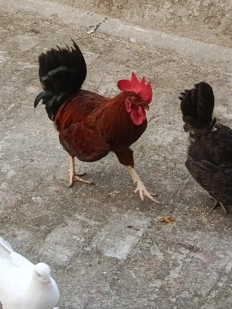 Rooster For sale — photo 9