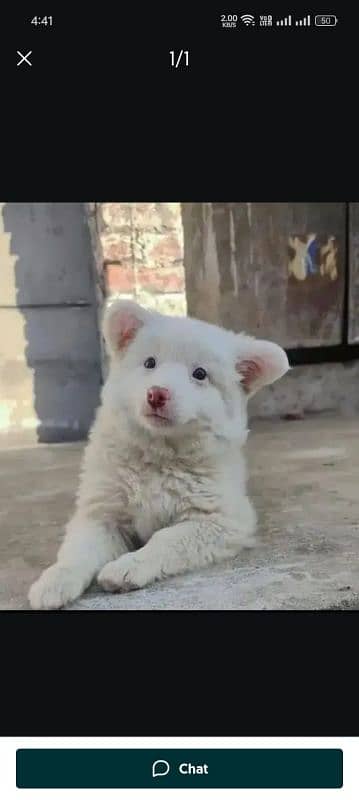 Russian puppy dog for