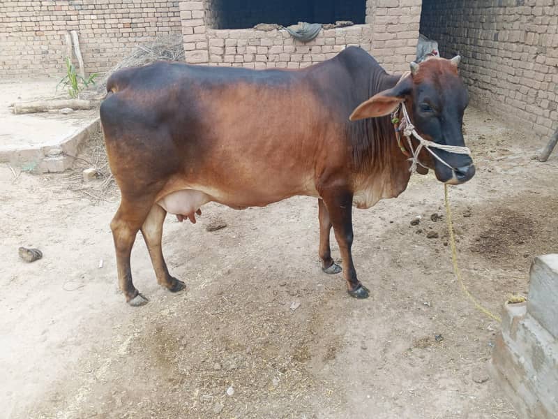 ساہیوال 1