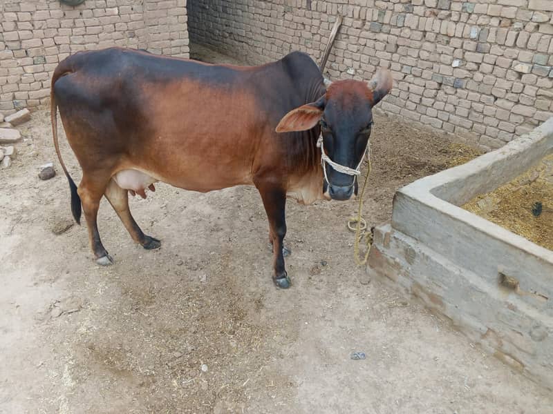 ساہیوال 3