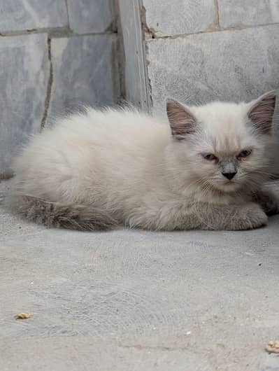 Persian cats