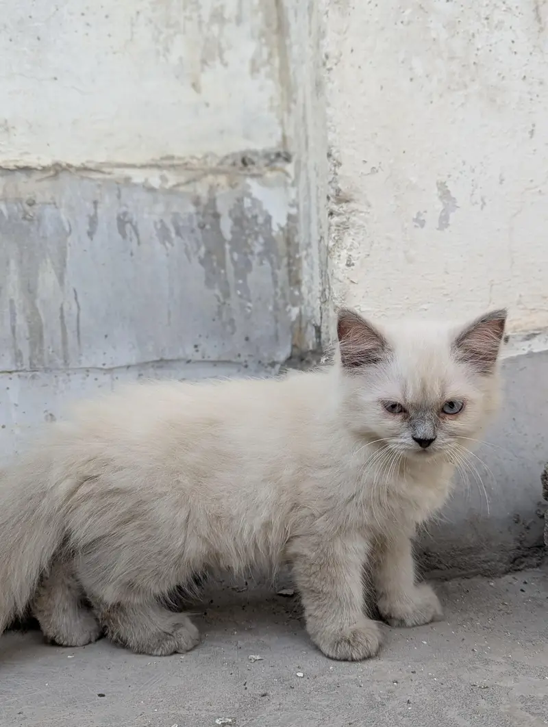 Persian cats pair — photo 2