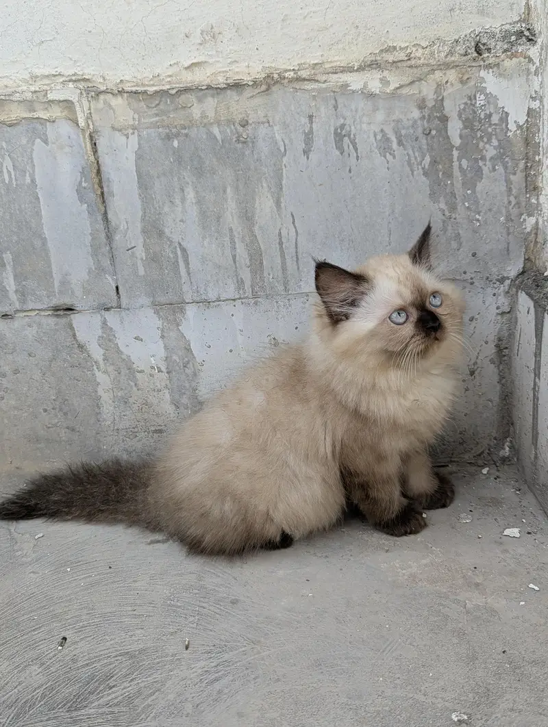 Persian cats pair — photo 3
