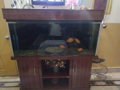 Fish aquarium
