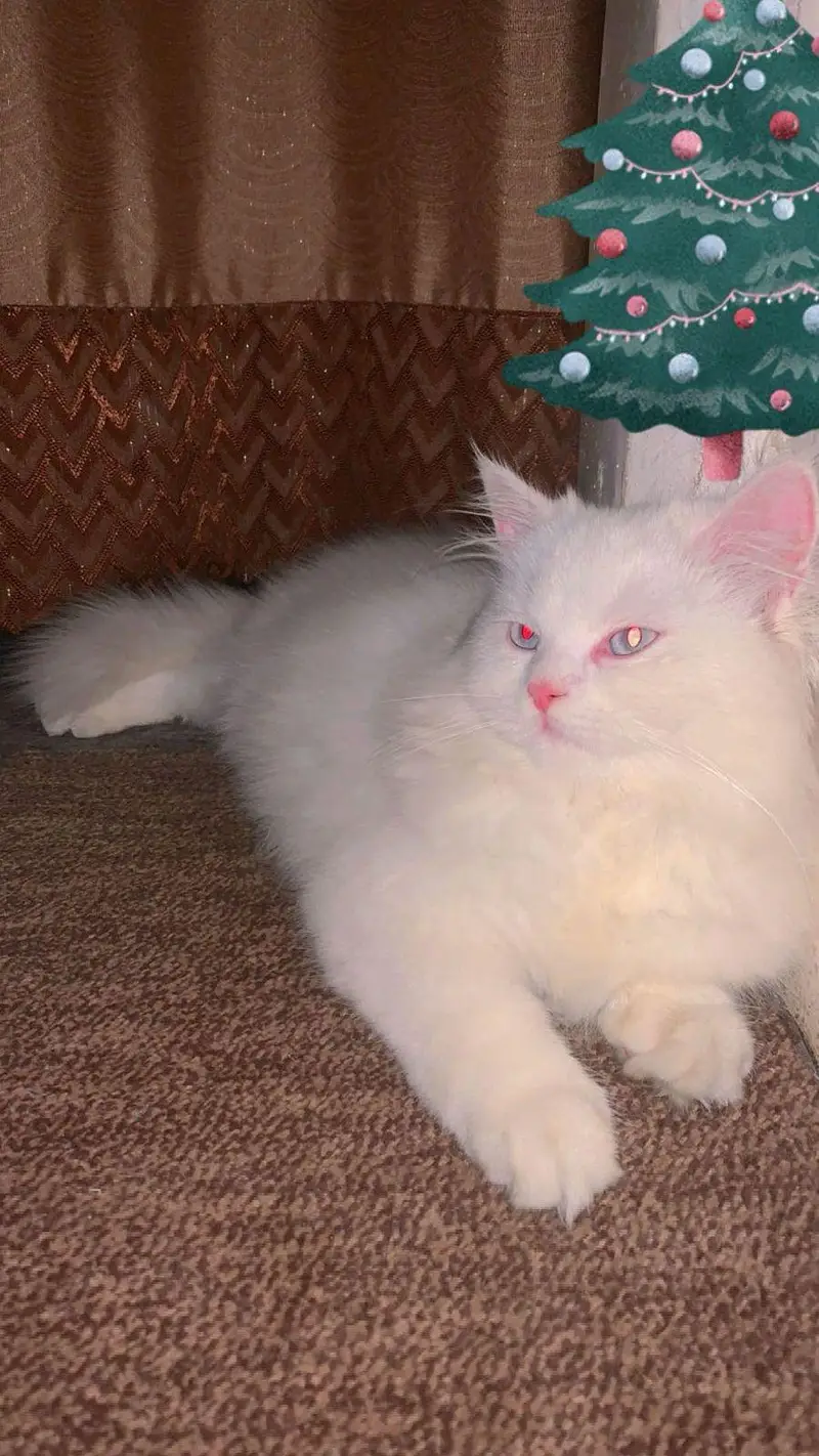 Persian cat for sale — photo 2