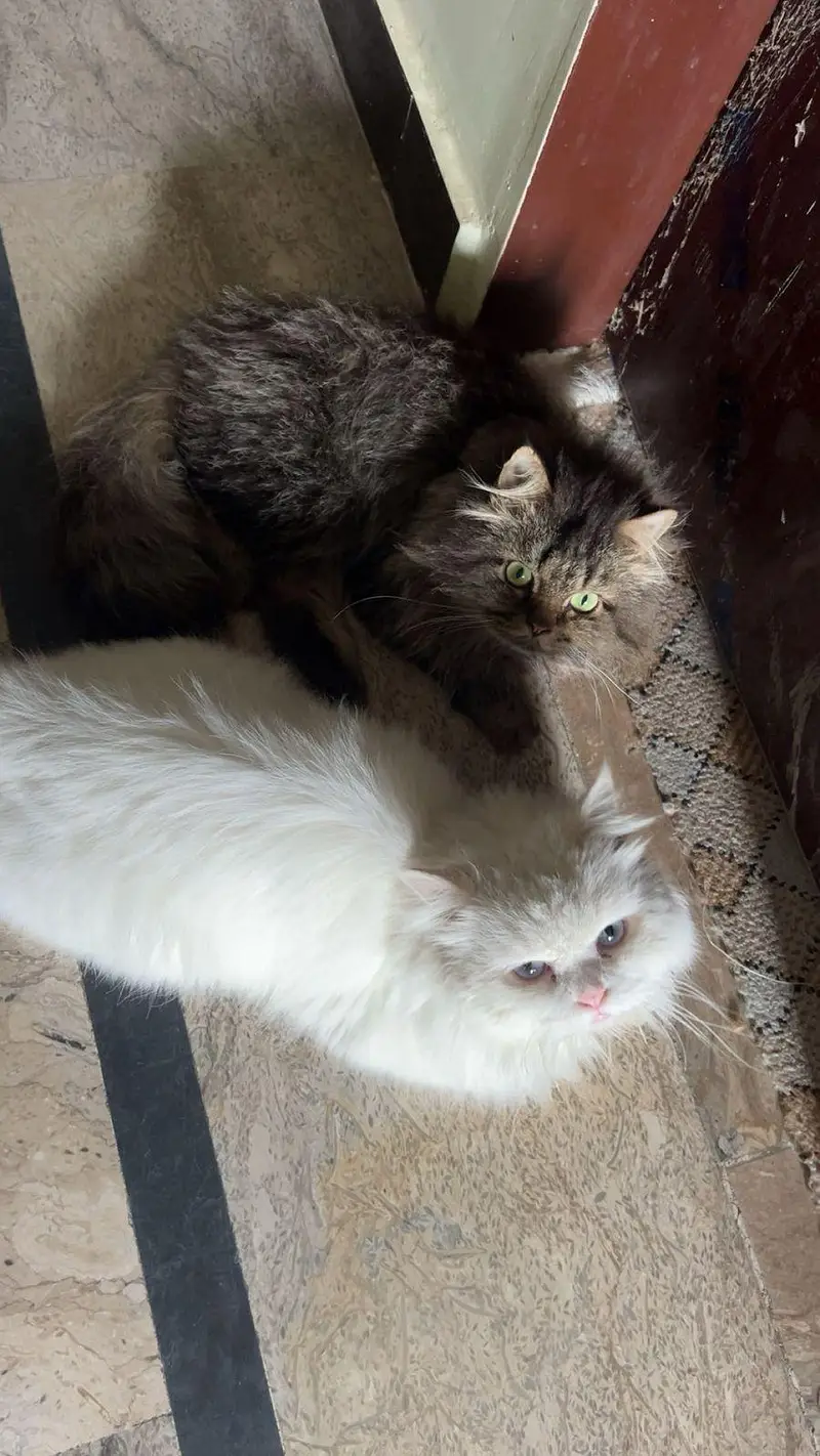 Persian cat for sale — photo 3