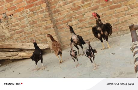 Aseel Hen's