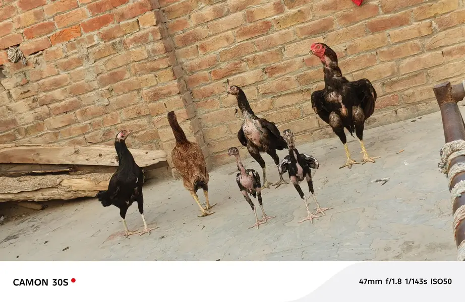 Aseel Hen's — photo 2