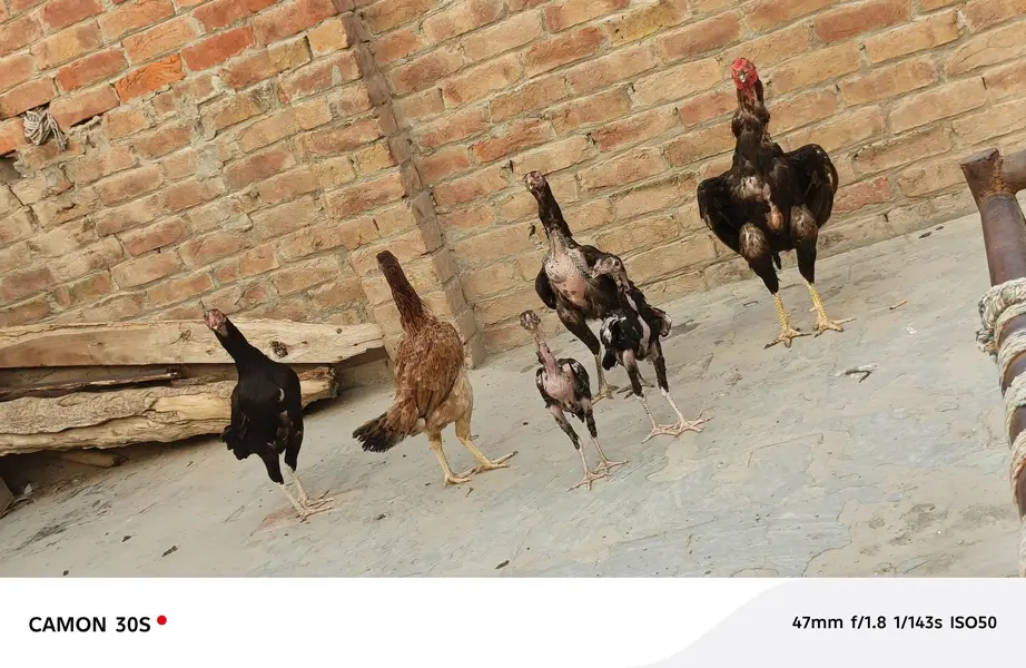 Aseel Hen's — photo 3