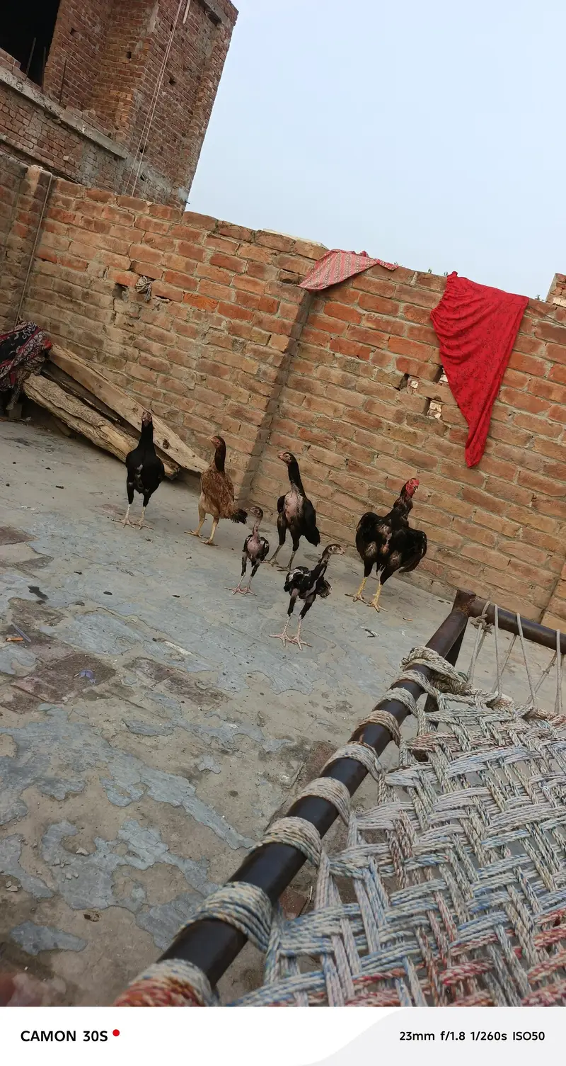 Aseel Hen's — photo 4