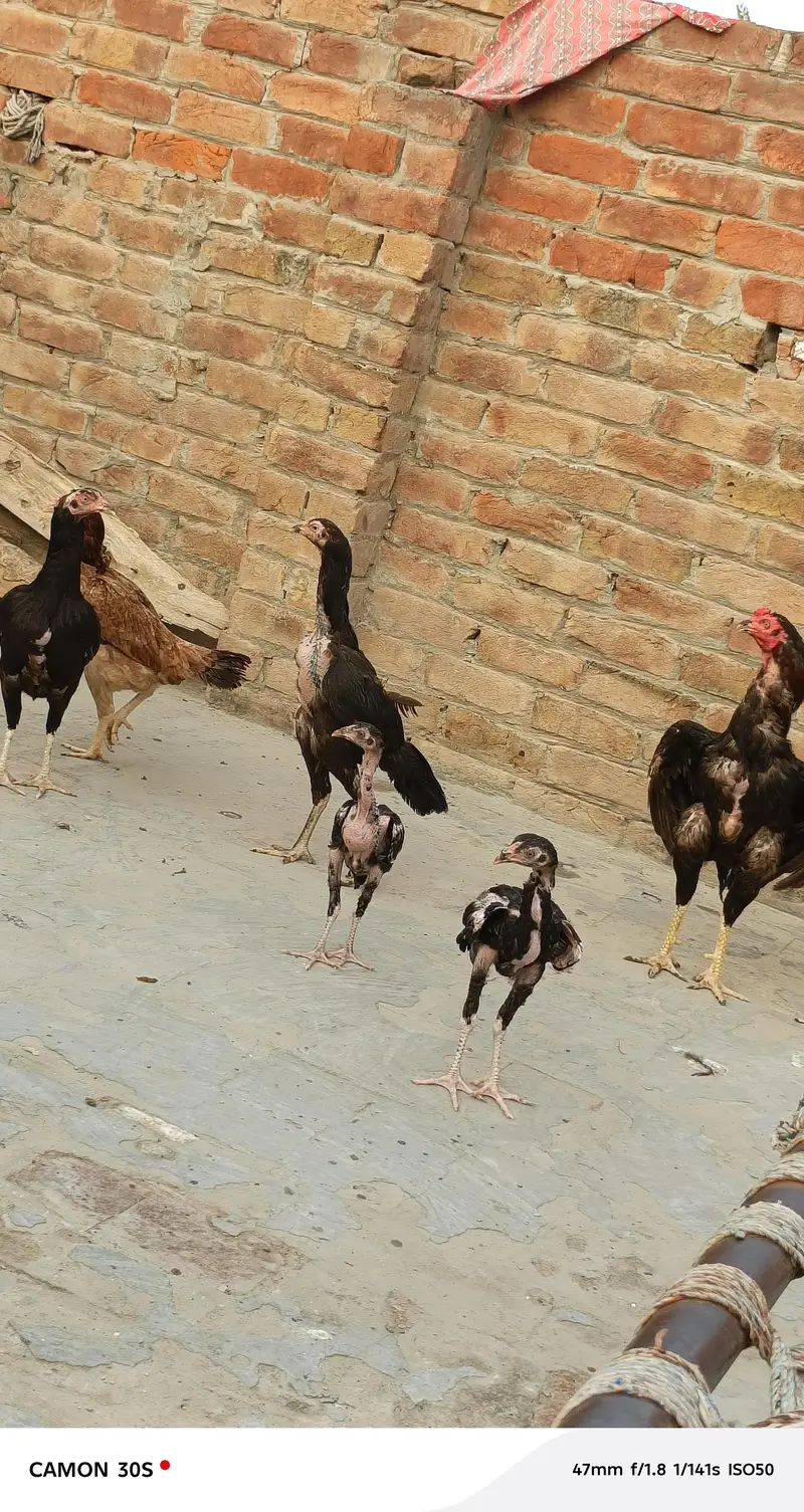 Aseel Hen's — photo 5