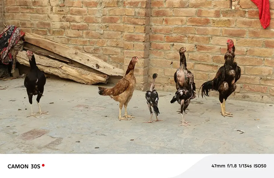 Aseel Hen's — photo 6