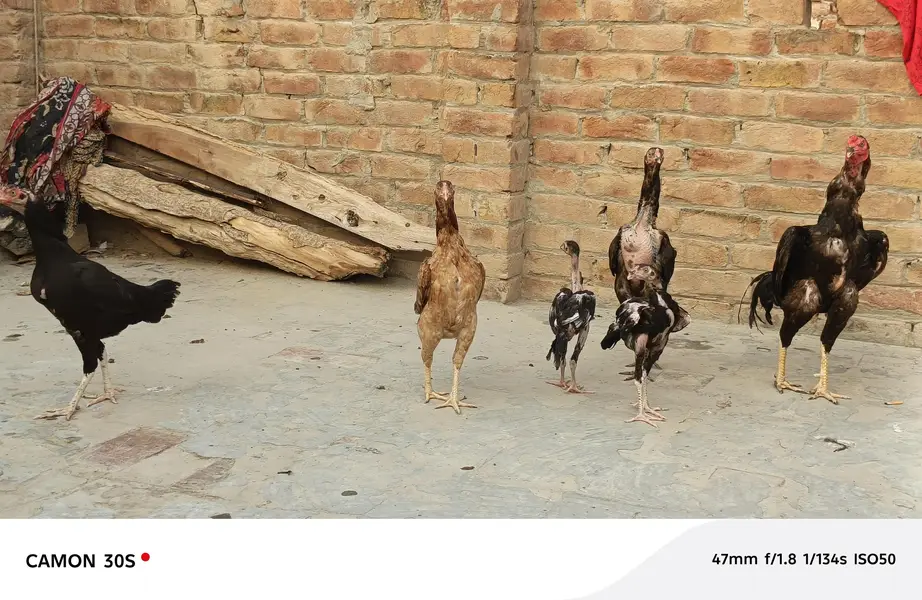 Aseel Hen's — photo 7