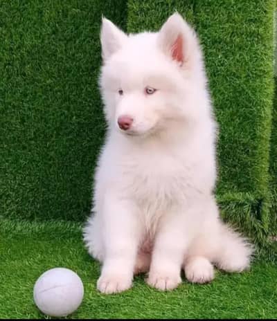 husky puppy dog for sale