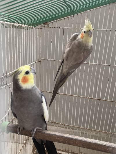 Cockatiel Birds for Sale with Cage