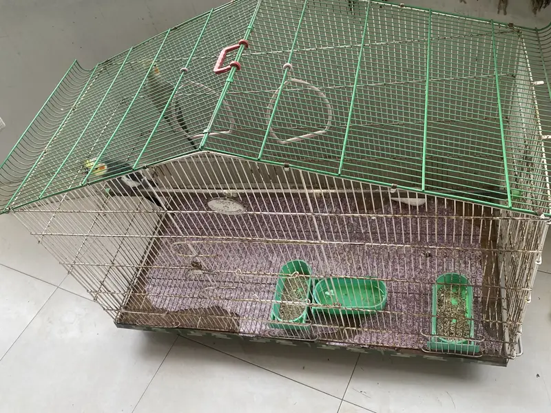 Cockatiel Birds for Sale with Cage — photo 2