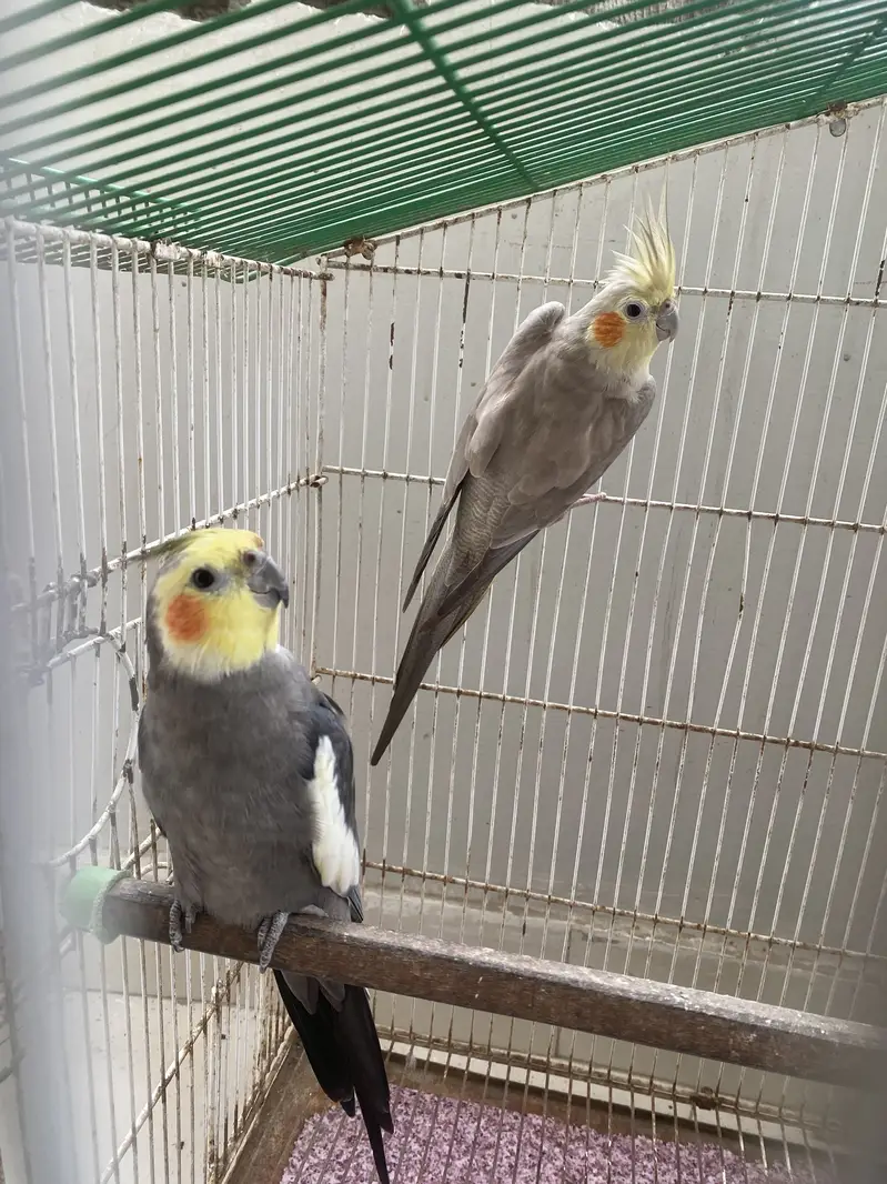 Cockatiel Birds for Sale with Cage — photo 3