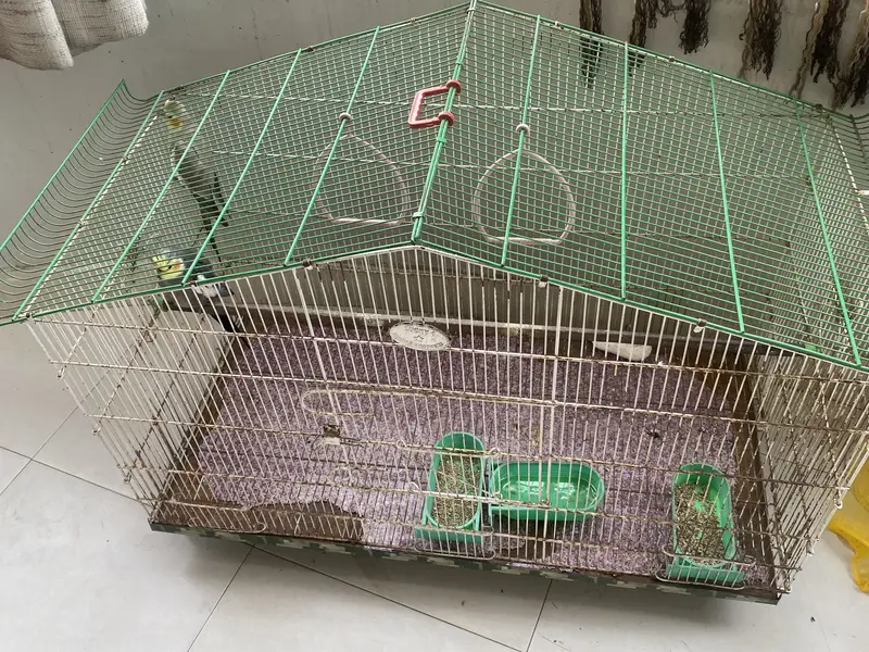 Cockatiel Birds for Sale with Cage — photo 4