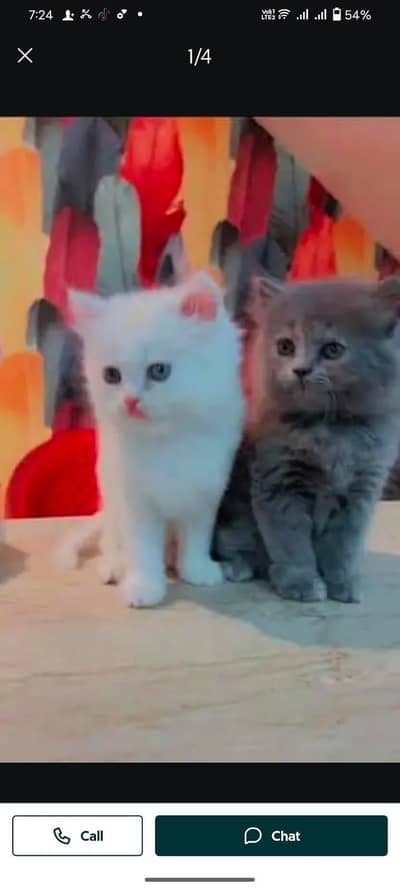 Persian cat for sale male or female my WhatsApp03/253/133/95/5