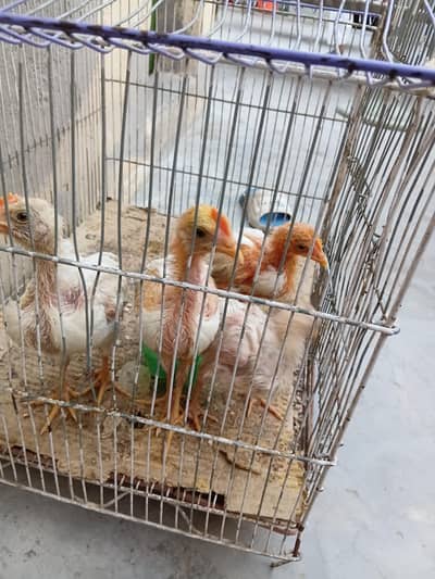4 chochy for sale
