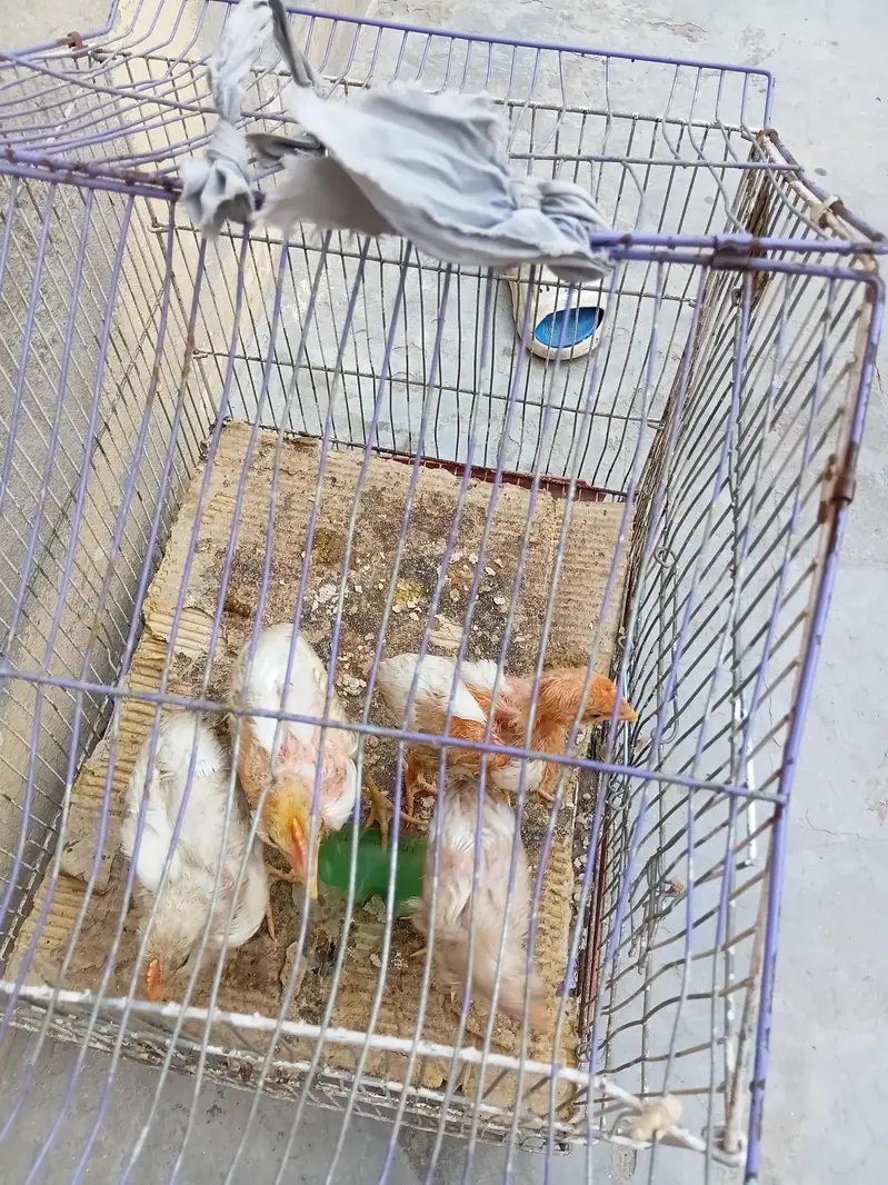 4 chochy for sale — photo 2