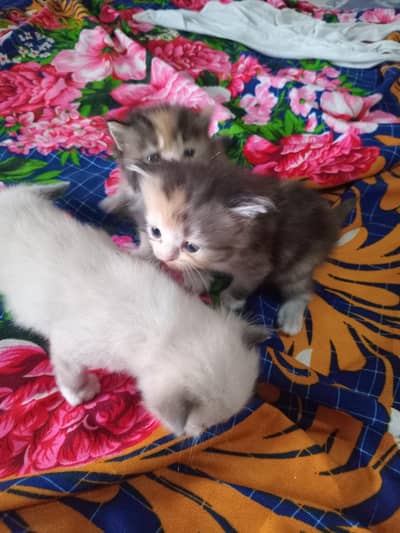 Cute  Kitten for Sale