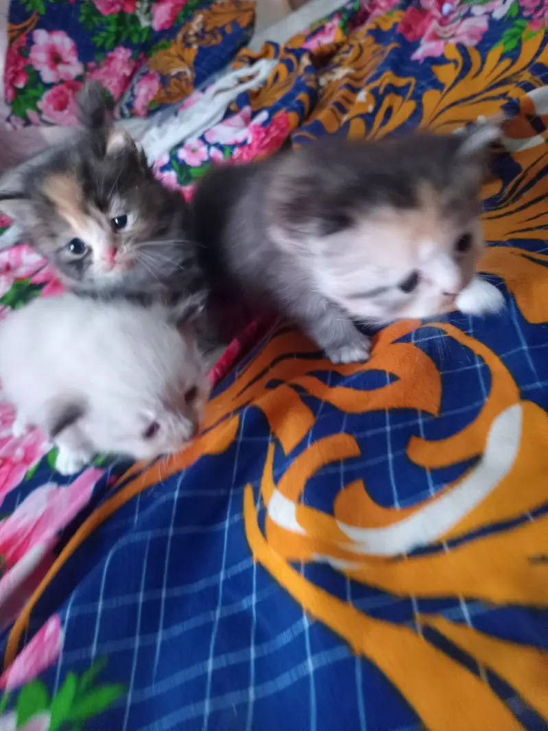 Cute  Kitten for Sale — photo 2