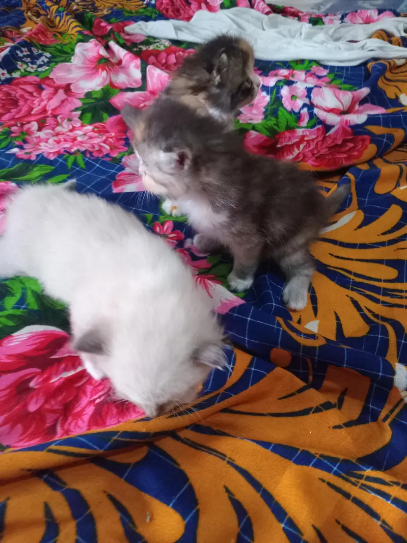 Cute  Kitten for Sale — photo 3
