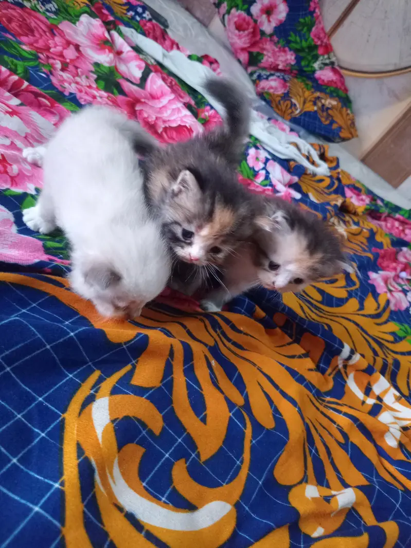 Cute  Kitten for Sale — photo 4