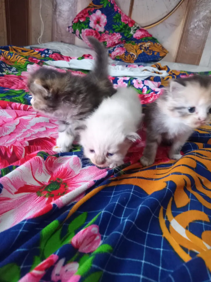 Cute  Kitten for Sale — photo 5