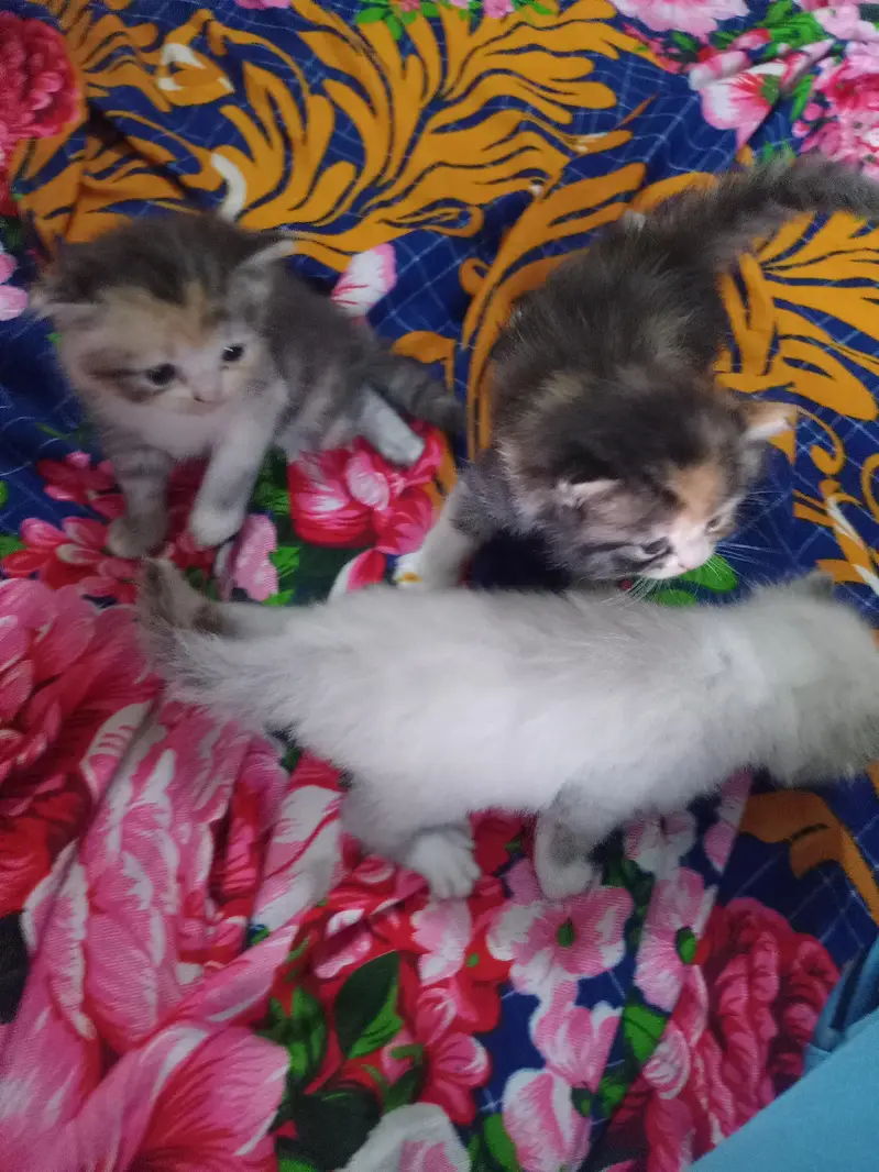 Cute  Kitten for Sale — photo 6