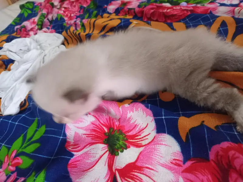 Cute  Kitten for Sale — photo 7