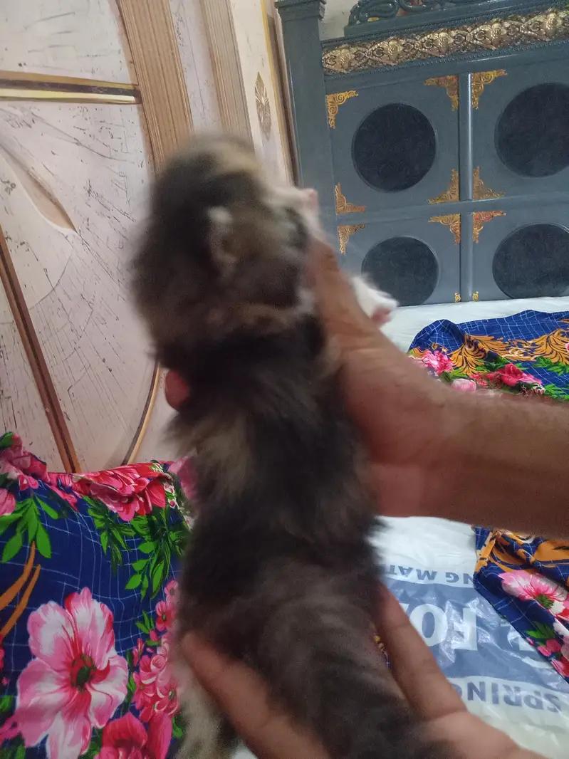 Cute  Kitten for Sale — photo 8