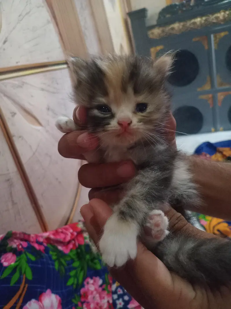 Cute  Kitten for Sale — photo 9