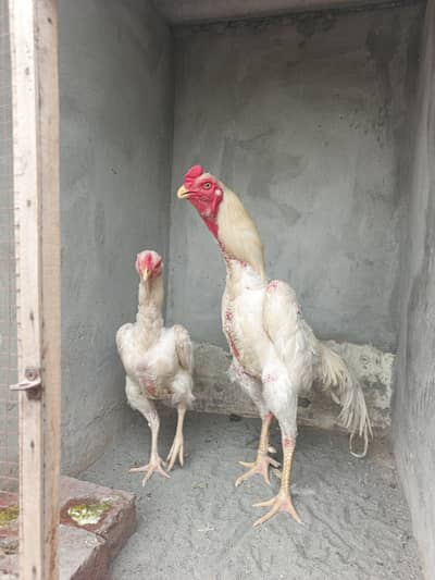 White Shamo Breeder Pair
