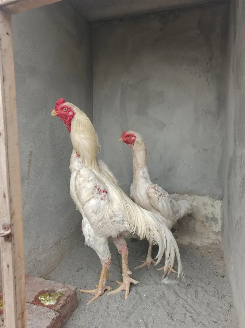 White Shamo Breeder Pair — photo 2