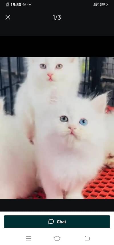 Persian cat for sale male or female my WhatsApp03/253/133/95/5
