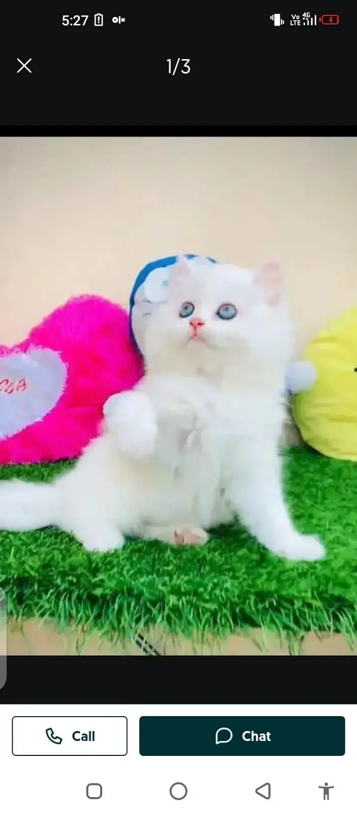Persian cat for sale male or female my WhatsApp03/253/133/95/5 — photo 3