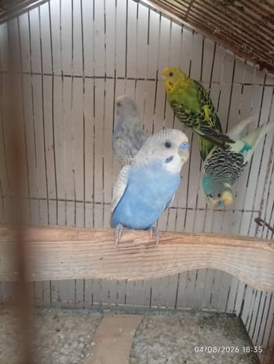 Australian parrot