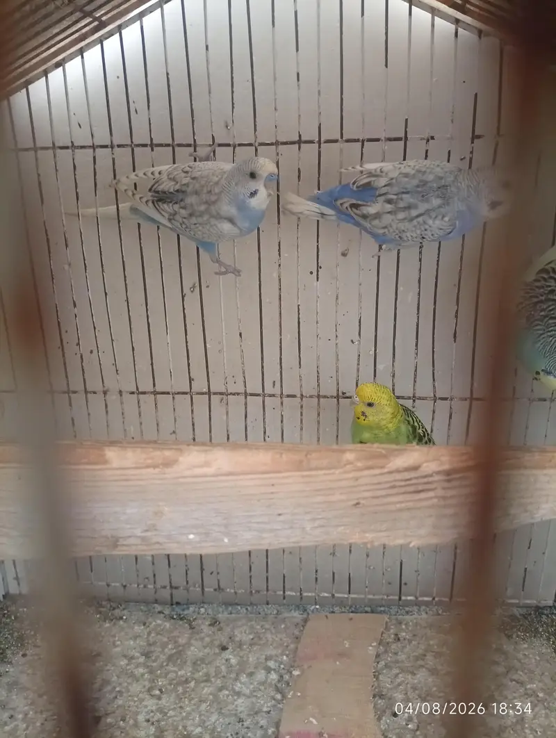 Australian parrot — photo 2